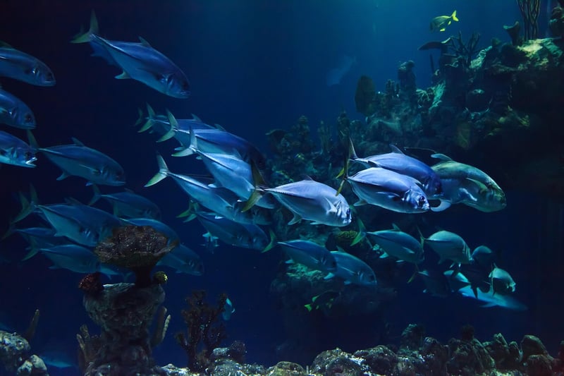 Kingdom of Atlantis